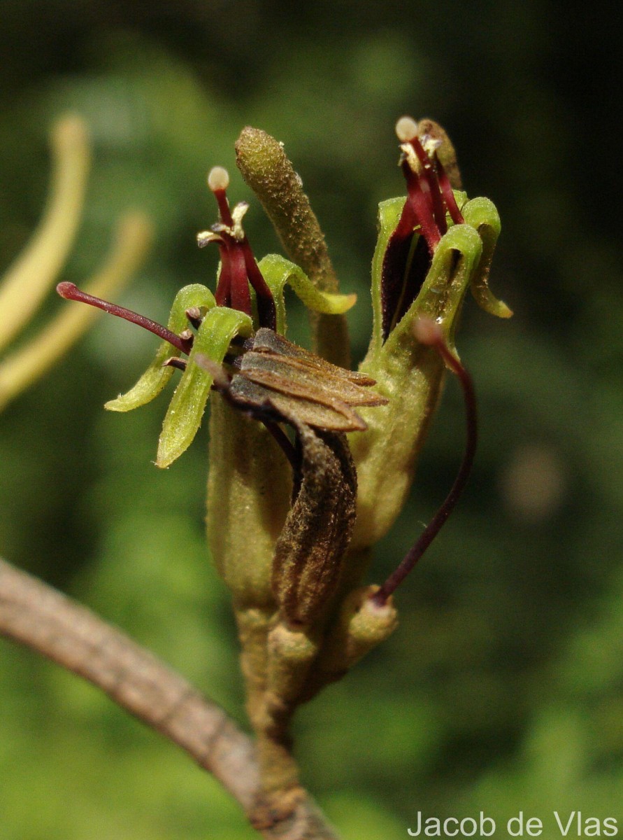 Scurrula parasitica L.